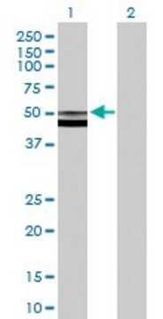 Anti-FUCA2 antibody produced in mouse purified immunoglobulin, buffered aqueous solution