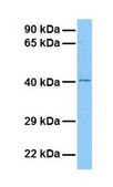 Anti-LHX6 antibody produced in rabbit IgG fraction of antiserum