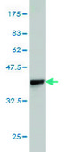 Monoclonal Anti-BRD2 antibody produced in mouse clone 3D10, purified immunoglobulin, buffered aqueous solution