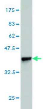 Monoclonal Anti-BRD2 antibody produced in mouse clone 3D10, purified immunoglobulin, buffered aqueous solution