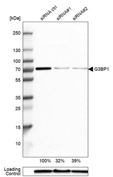 Anti-G3BP1 antibody produced in rabbit Prestige Antibodies&#174; Powered by Atlas Antibodies, affinity isolated antibody, buffered aqueous glycerol solution