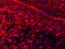 Neuro-Chrom Pan Neuronal Marker Antibody-Rabbit, Cy3 Conjugate Neuro-Chrom, from rabbit