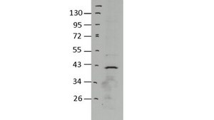 Anti-Pax1 Antibody, clone 5A2 clone 5A2, from rat