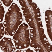 Anti-UNC45A antibody produced in rabbit Prestige Antibodies® Powered by Atlas Antibodies, affinity isolated antibody, buffered aqueous glycerol solution