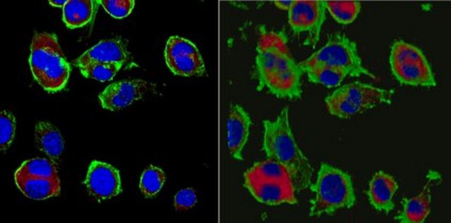 Anti-NAV1 Antibody, clone 7F12 (KT124) clone KT124(7F12), from rat