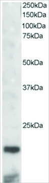 Anti-Cystatin 3 antibody produced in goat affinity isolated antibody, buffered aqueous solution