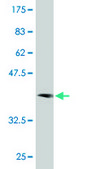 Monoclonal Anti-PAIP1 antibody produced in mouse clone 7E7, ascites fluid