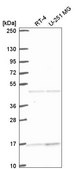 Anti-ACTR10 antibody produced in rabbit Prestige Antibodies® Powered by Atlas Antibodies, affinity isolated antibody
