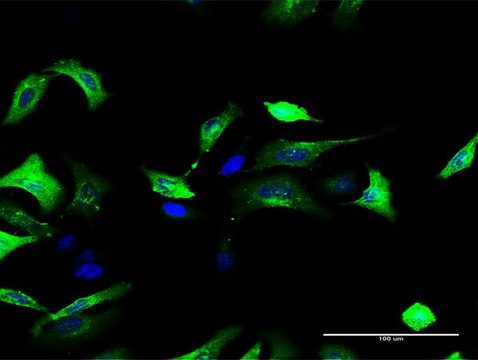 Anti-FOLR1 antibody produced in rabbit purified immunoglobulin, buffered aqueous solution