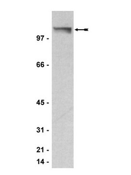 Anti-PML Antibody, clone 36.1-104 clone 36.1-104, Upstate&#174;, from mouse