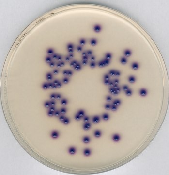 Chromocult&#174;大肠菌群琼脂 ISO 9308-1: 2014, For the simultaneous detection and enumeration of coliform bacteria and E. coli