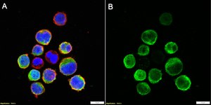 Anti-HLA-DRB1 Antibody, clone 4D12 ZooMAb® Rabbit Monoclonal recombinant, expressed in HEK 293 cells