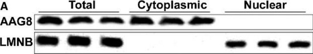 Anti-SIGMAR1 antibody produced in rabbit Prestige Antibodies&#174; Powered by Atlas Antibodies, affinity isolated antibody, buffered aqueous glycerol solution