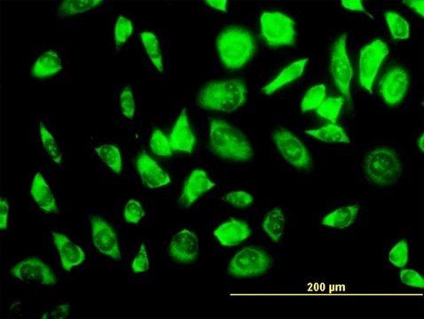 Monoclonal Anti-RPS23 antibody produced in mouse clone 1E3, purified immunoglobulin, buffered aqueous solution