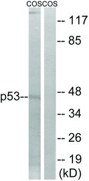 Anti-p53 antibody produced in rabbit affinity isolated antibody