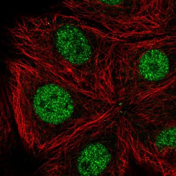 Anti-CDK10 antibody produced in rabbit Prestige Antibodies&#174; Powered by Atlas Antibodies, affinity isolated antibody