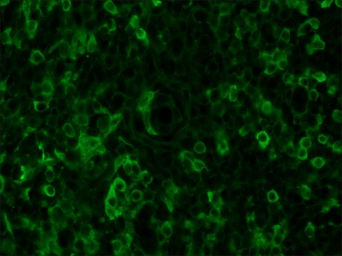 Anti-Chicken IgY (IgG) (whole molecule)&#8722;FITC antibody produced in rabbit affinity isolated antibody, buffered aqueous solution