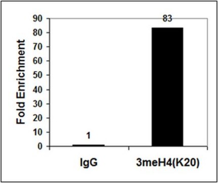 抗三甲基组蛋白H4(Lys20)抗体 from rabbit, purified by affinity chromatography