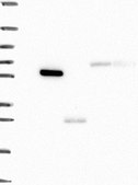Anti-TMPRSS11D antibody produced in rabbit Prestige Antibodies® Powered by Atlas Antibodies, affinity isolated antibody, buffered aqueous glycerol solution