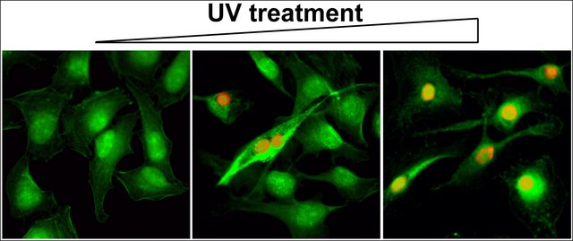 抗-Gamma H2AX (磷酸化-Ser139) 抗体，兔单克隆抗体 recombinant, expressed in HEK 293 cells, clone RM224, purified immunoglobulin