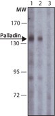 Anti-Palladin (C-terminal) antibody produced in rabbit IgG fraction of antiserum, buffered aqueous solution