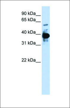 Anti-NFE2 antibody produced in rabbit affinity isolated antibody