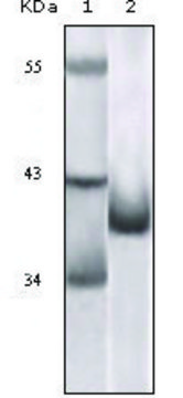 Monoclonal Anti-CDKN2A antibody produced in mouse clone 1E12E10, ascites fluid