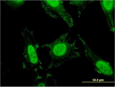 Monoclonal Anti-SLC4A1 antibody produced in mouse clone 2D5, purified immunoglobulin, buffered aqueous solution