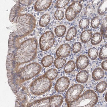 Anti-DNMBP antibody produced in rabbit Prestige Antibodies&#174; Powered by Atlas Antibodies, affinity isolated antibody, buffered aqueous glycerol solution