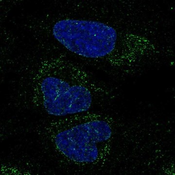 Anti-FXYD6-FXYD2 antibody produced in rabbit Prestige Antibodies&#174; Powered by Atlas Antibodies, affinity isolated antibody