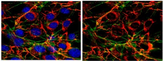 Anti-Fibronectin Antibody Chemicon&#174;, from rabbit