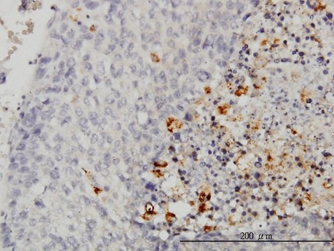 Monoclonal Anti-CASP1 antibody produced in mouse clone 3D2, purified immunoglobulin, buffered aqueous solution