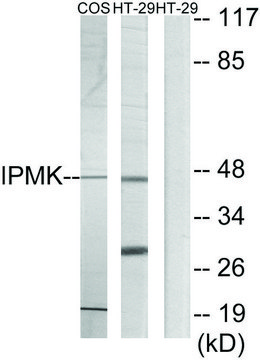 Anti-IPMK antibody produced in rabbit affinity isolated antibody