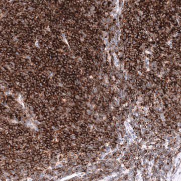 Monoclonal Anti-CD19 antibody produced in mouse Prestige Antibodies® Powered by Atlas Antibodies, clone CL15459, purified antibody (Protein A)