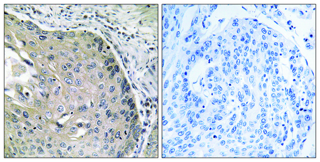 Anti-AOX1 antibody produced in rabbit affinity isolated antibody