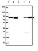 Anti-DMWD antibody produced in rabbit Prestige Antibodies® Powered by Atlas Antibodies, affinity isolated antibody, buffered aqueous glycerol solution