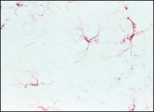 ExtrAvidin&#174; Peroxidase Staining Kit for rabbit antibodies antibody produced in mouse