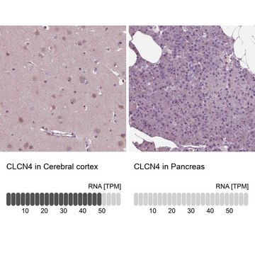 Anti-CLCN4 antibody produced in rabbit Prestige Antibodies&#174; Powered by Atlas Antibodies, affinity isolated antibody, buffered aqueous glycerol solution