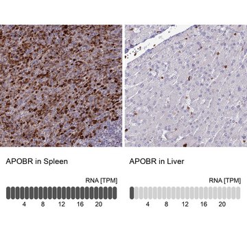 Anti-APOBR antibody produced in rabbit Prestige Antibodies&#174; Powered by Atlas Antibodies, affinity isolated antibody, buffered aqueous glycerol solution