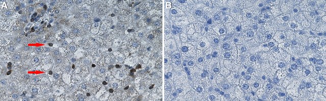 Anti-RSK-2 Antibody, clone 3O19 ZooMAb&#174; Rabbit Monoclonal recombinant, expressed in HEK 293 cells