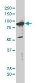 Monoclonal Anti-XAB2 antibody produced in mouse clone 1D1-1A9, purified immunoglobulin, buffered aqueous solution