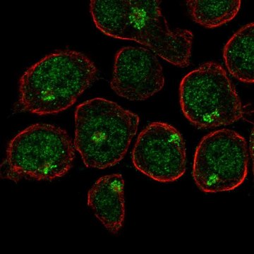 Anti-UBASH3A antibody produced in rabbit Prestige Antibodies&#174; Powered by Atlas Antibodies, affinity isolated antibody, buffered aqueous glycerol solution