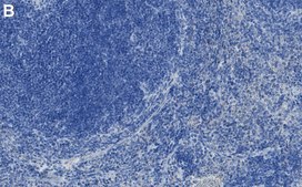 Anti-Integrin α4/CD49d Antibody, clone 1C21 ZooMAb® Rabbit Monoclonal recombinant, expressed in HEK 293 cells