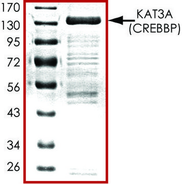 KAT3A (518-1207), GST tagged human recombinant, expressed in baculovirus infected Sf9 cells, &#8805;70% (SDS-PAGE), buffered aqueous glycerol solution