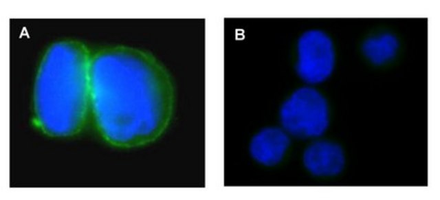 Anti-Na+/K+ ATPase &#945;-1 Antibody, clone C464.6, Alexa Fluor&#8482; 488 clone C464.6, Upstate&#174;, from mouse