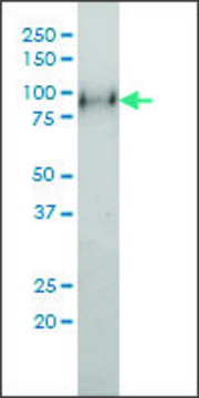 Monoclonal Anti-NTRK2 antibody produced in mouse clone 4D3-F10, purified immunoglobulin, buffered aqueous solution