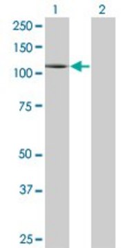 Monoclonal Anti-PLD1 antibody produced in mouse clone 2F3, purified immunoglobulin, buffered aqueous solution