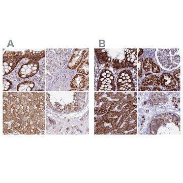 Anti-UQCRFS1 antibody produced in rabbit Prestige Antibodies&#174; Powered by Atlas Antibodies, affinity isolated antibody, buffered aqueous glycerol solution