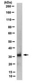 Anti-SPINK1 Antibody, clone 4D11.1 clone 4D11.1, from mouse