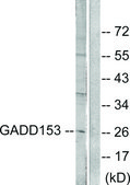 Anti-GADD153 antibody produced in rabbit affinity isolated antibody